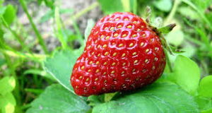 God Made Strawberries